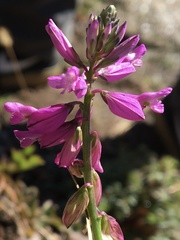 Polygala anatolica