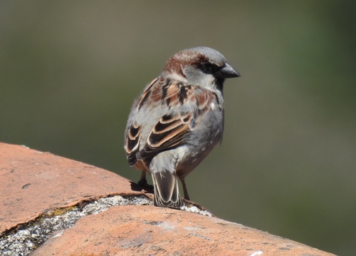 Passer domesticus image