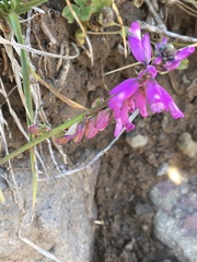 Polygala anatolica