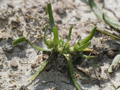 Plagiobothrys procumbens