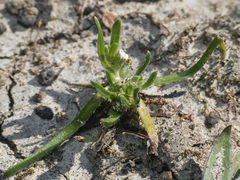Plagiobothrys procumbens