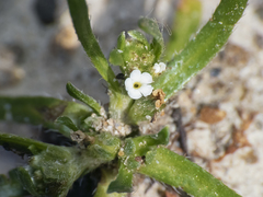 Plagiobothrys procumbens