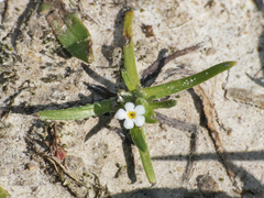 Plagiobothrys procumbens