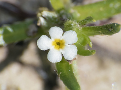 Plagiobothrys procumbens