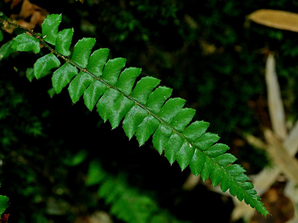 Polystichum nepalense (Polystichum nepalense)