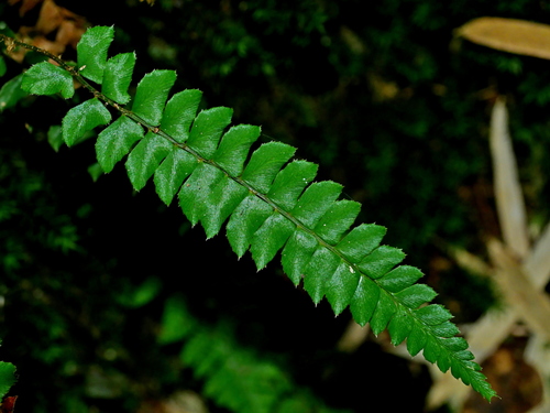 Polystichum nepalense