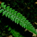 Polystichum nepalense - Photo (c) Jacy Chen, some rights reserved (CC BY), uploaded by Jacy Chen