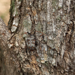 Neobrachychilus consobrinus