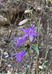 Campanula rapunculoides cordifolia