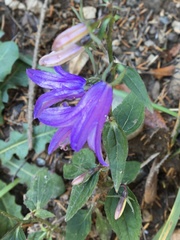 Campanula rapunculoides cordifolia