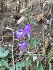 Campanula rapunculoides cordifolia
