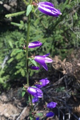 Campanula rapunculoides cordifolia