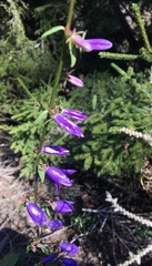 Campanula rapunculoides cordifolia