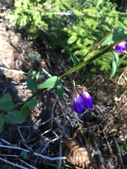 Campanula rapunculoides cordifolia