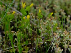 Sebaea micrantha micrantha