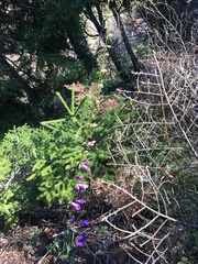 Campanula rapunculoides cordifolia