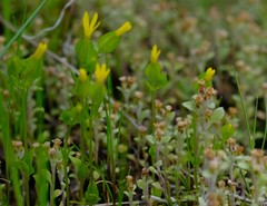 Sebaea micrantha micrantha
