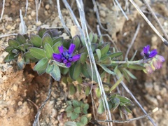 Polygala alpicola