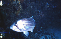 Dhufish photo 5