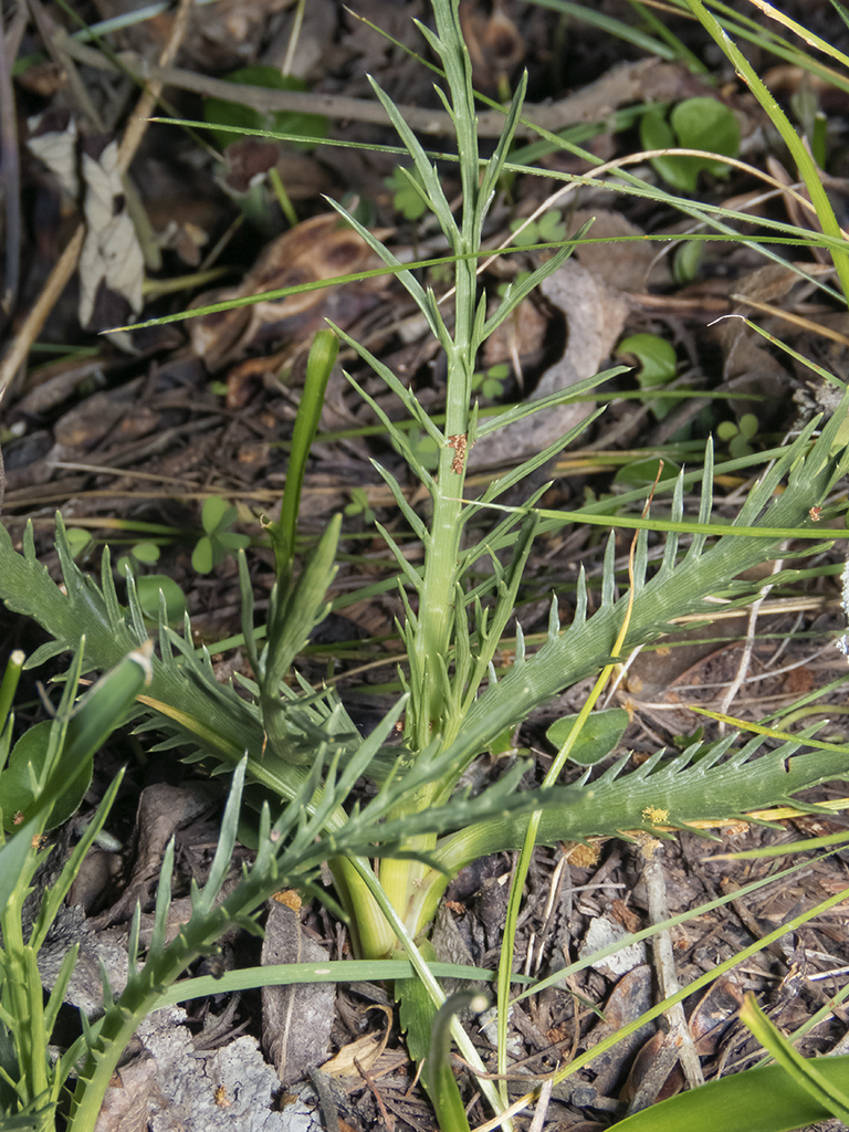 Eryngium rostratum from Linares, Maule, Chile on September 15, 2021 at