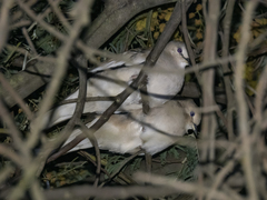 Columbina picui picui