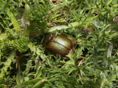 Aulacopalpus viridis