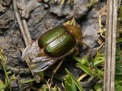 Aulacopalpus viridis
