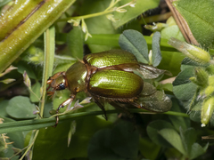 Aulacopalpus viridis