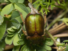 Aulacopalpus viridis