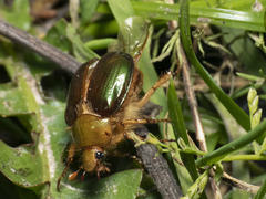 Aulacopalpus viridis