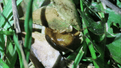 Aulacopalpus viridis