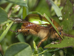 Aulacopalpus viridis