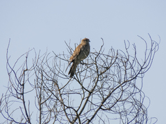 Daptrius chimango chimango