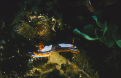 Chromodoris westraliensis