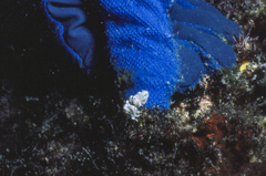 Phyllodesmium magnum