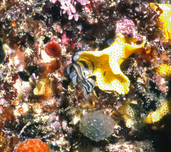 Pseudobiceros gratus