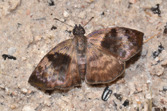 Camptopleura impressus