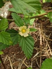 Malvastrum coromandelianum image