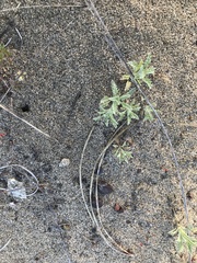 Lessingia germanorum