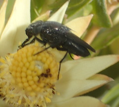 Cosmina fuscipennis