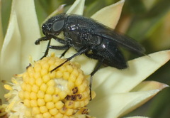 Cosmina fuscipennis