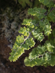 Adiantum excisum