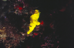 Notodoris citrina