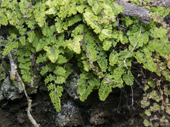 Adiantum excisum