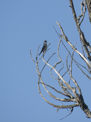 Tachycineta leucopyga