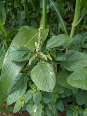 Amaranthus