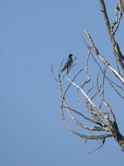 Tachycineta leucopyga