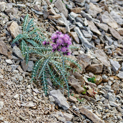Carduus carlinoides