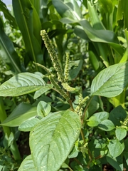 Amaranthus