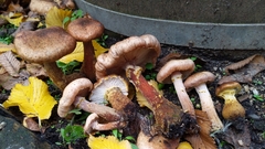 Armillaria gallica